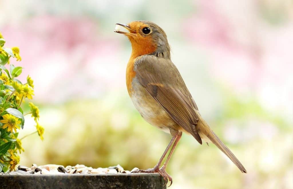 The 3 Best Bird Foods For Robins Pets Gal