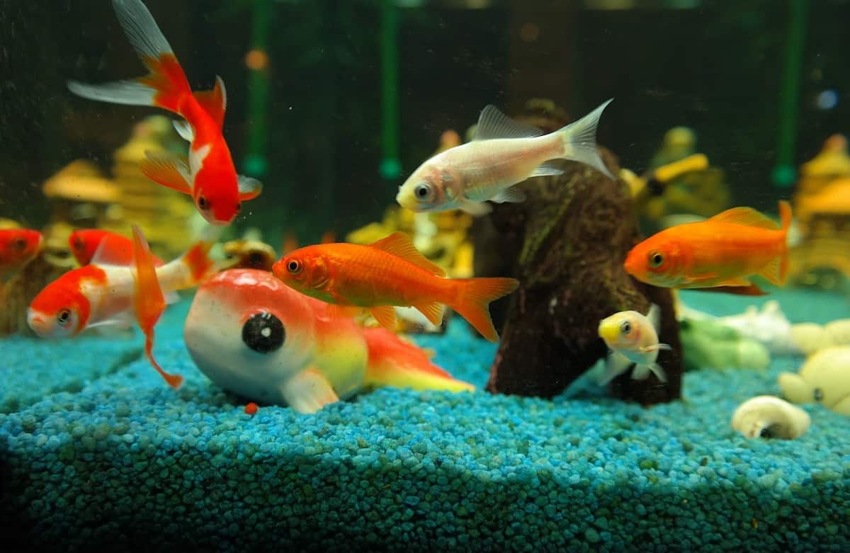 How Many Goldfish In A 20 Gallon Tank? - Pets Gal