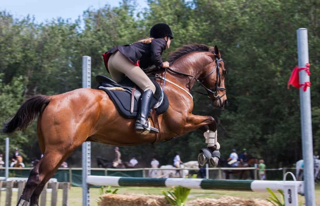 The 5 Best Horse Boots For Jumping In 2022 Pets Gal