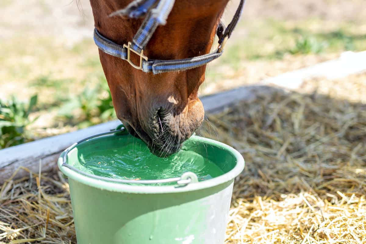Can Horses Drink Gatorade? - The Ultimate Guide - Pets Gal