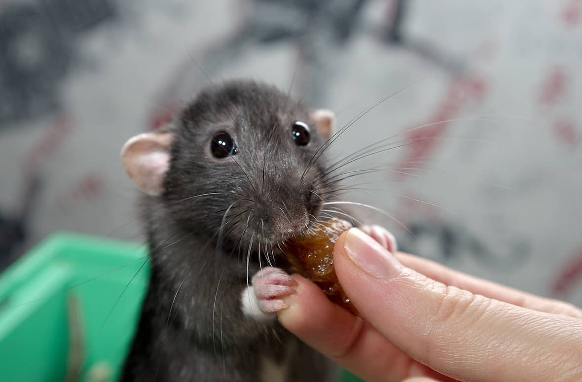 Can rats on sale eat dog food