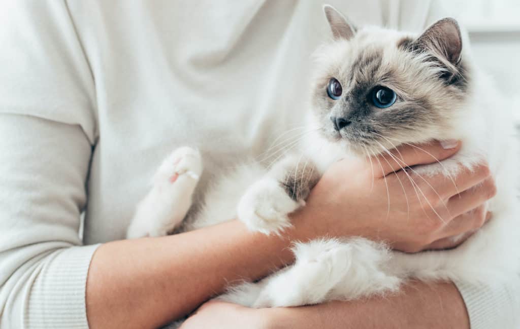 Can You Use Baby Wipes On Cats Pets Gal