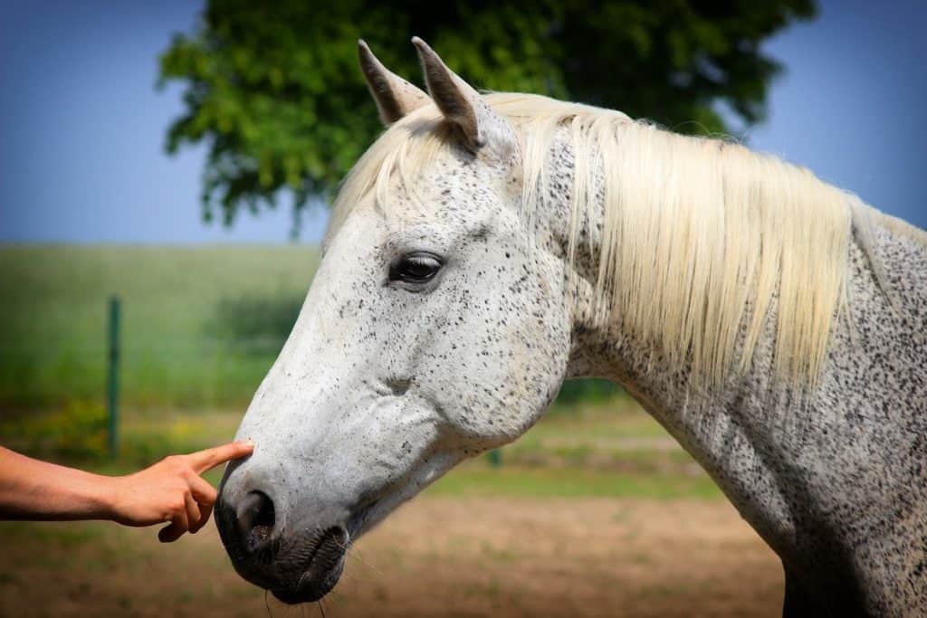 What Does It Mean When A Horse Nudges You With His Nose? Pets Gal