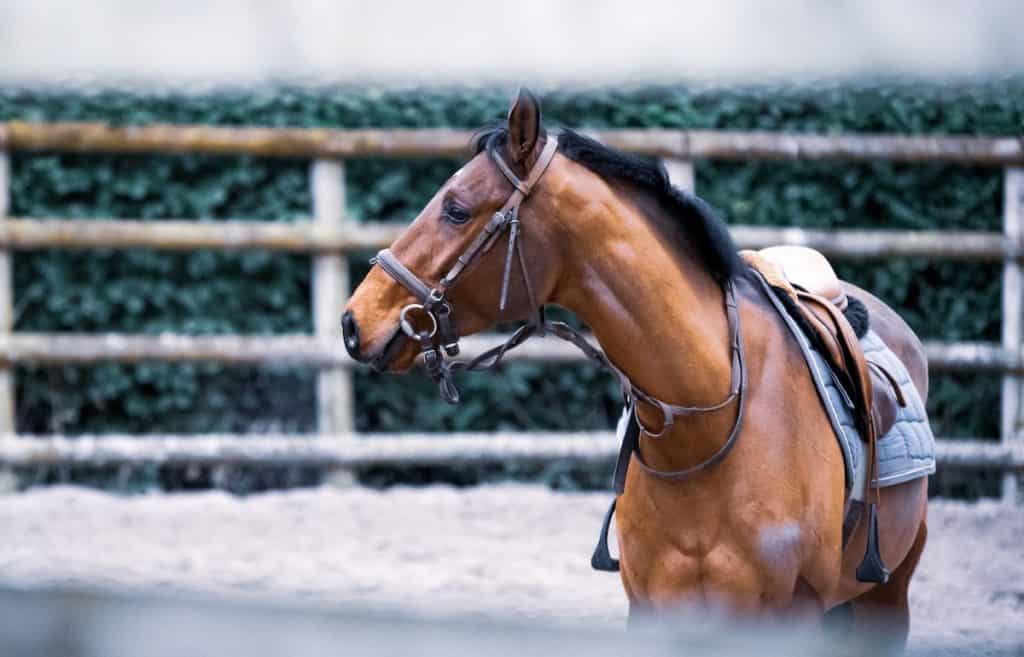 How Long Does It Take To Break A Horse? Pets Gal