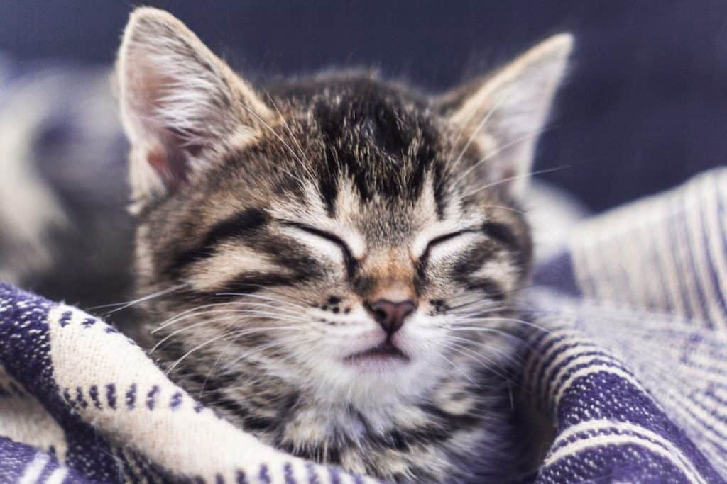 Where Should A Kitten Sleep At Night? Pets Gal