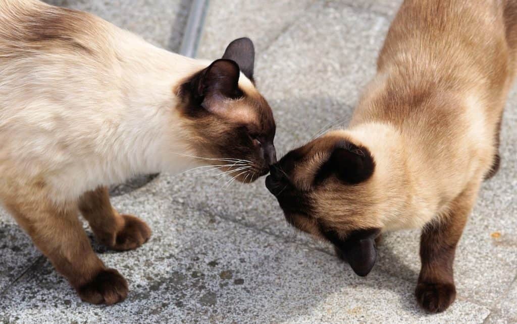 why-do-cats-touch-noses-the-ultimate-guide-pets-gal