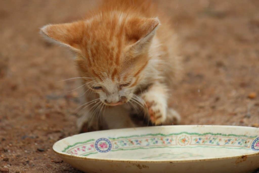 5 Best Bone Broth For Cats In 2022 Pets Gal