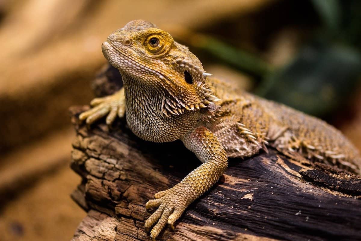 can bearded dragons eat cranberries