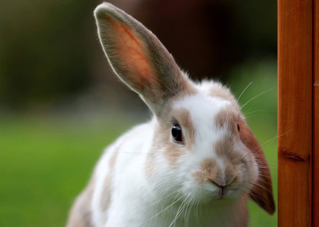 Can Rabbits Eat Coconut? Pets Gal