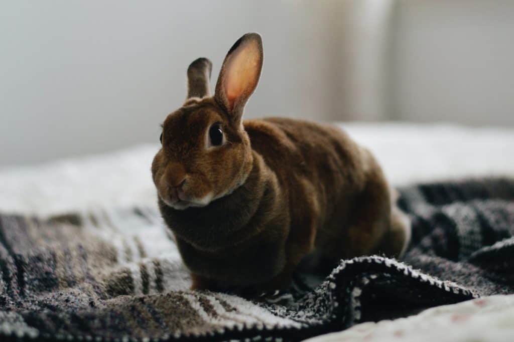 Can Rabbits Eat Dates? What You Should Know Pets Gal