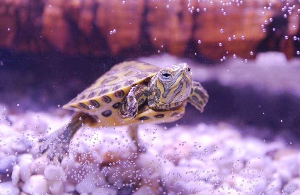 Can Turtles Eat Shrimp? 5 Best Dried Shrimp For Turtles Pets Gal