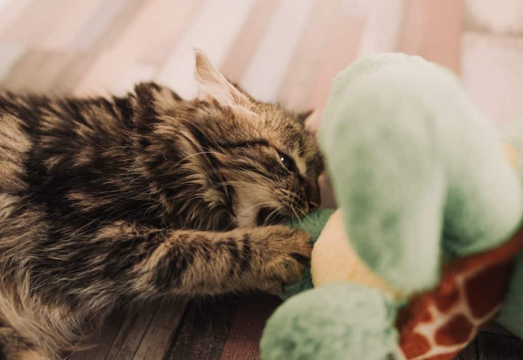 Safe Stuffing For Cat Toys The Ultimate Guide Pets Gal