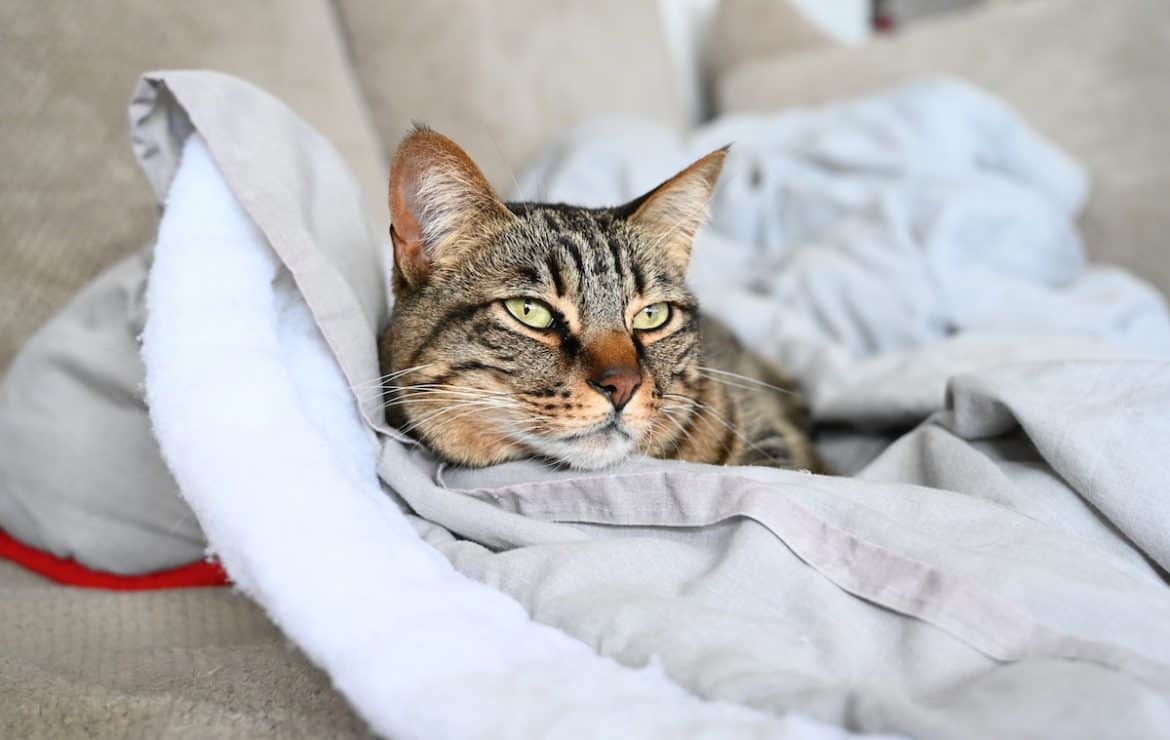 Why Do Cats Knead And Bite Blankets? Pets Gal