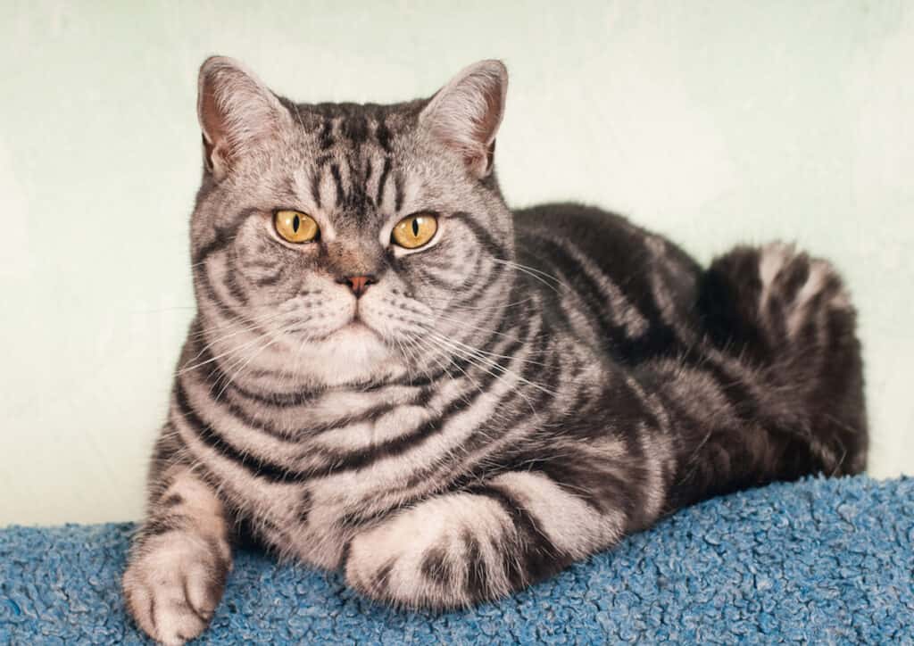 Do American Shorthair Cats Shed Pets Gal