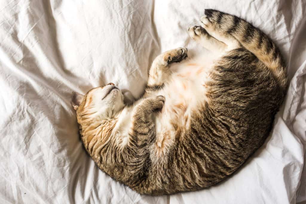 Is My Cat Pregnant Or Just Fat? Pets Gal