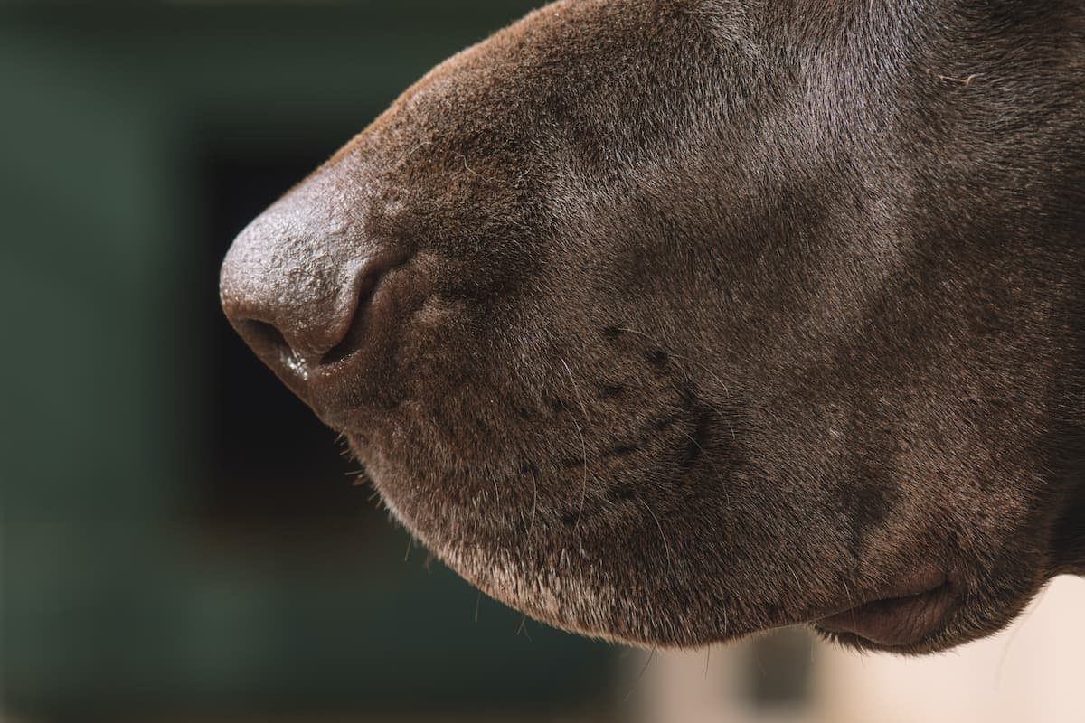 what does a brown nose on a dog mean