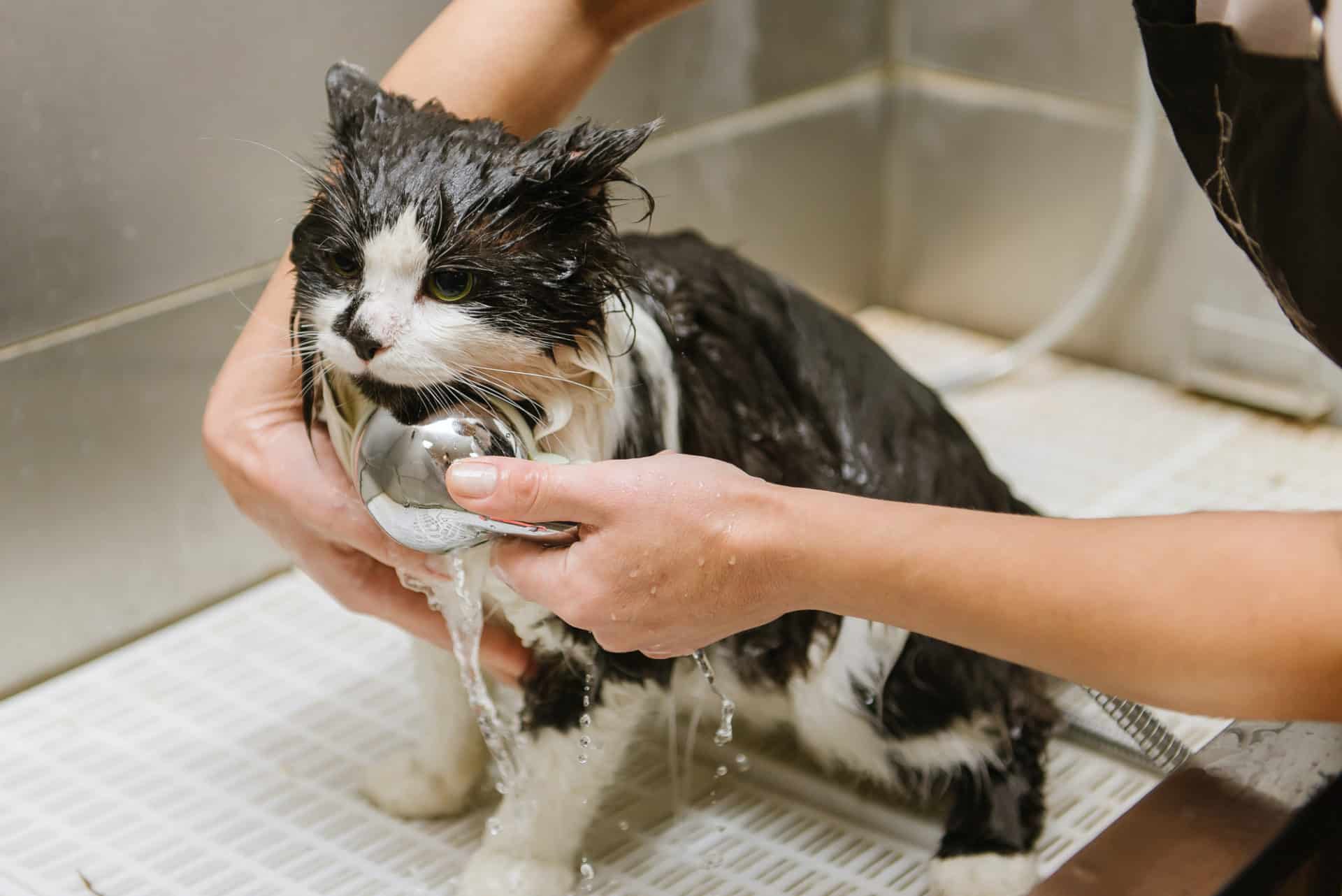 What Can I Use To Wash My Cat Pets Gal