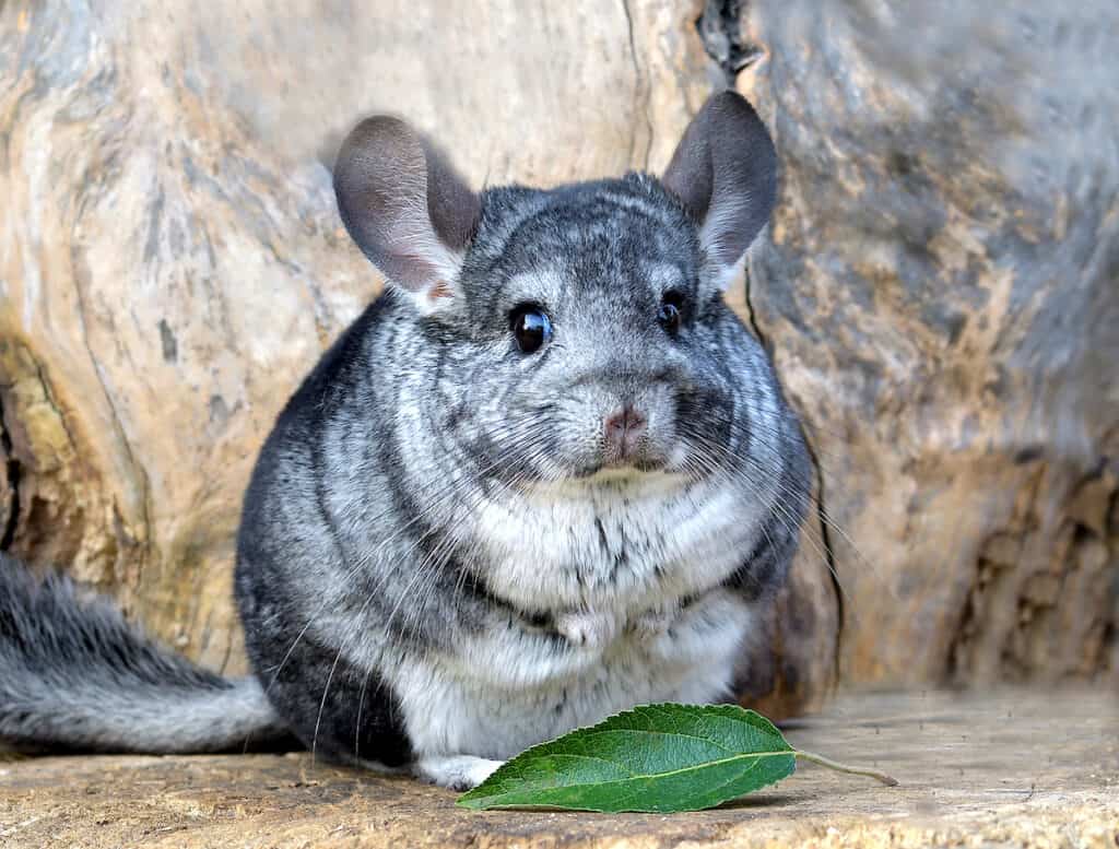 Can Chinchillas Eat Guinea Pig Food? - Pets Gal