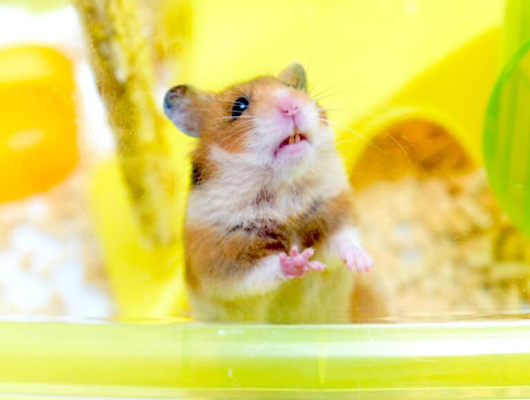 What Time Do Hamsters Wake Up? Pets Gal