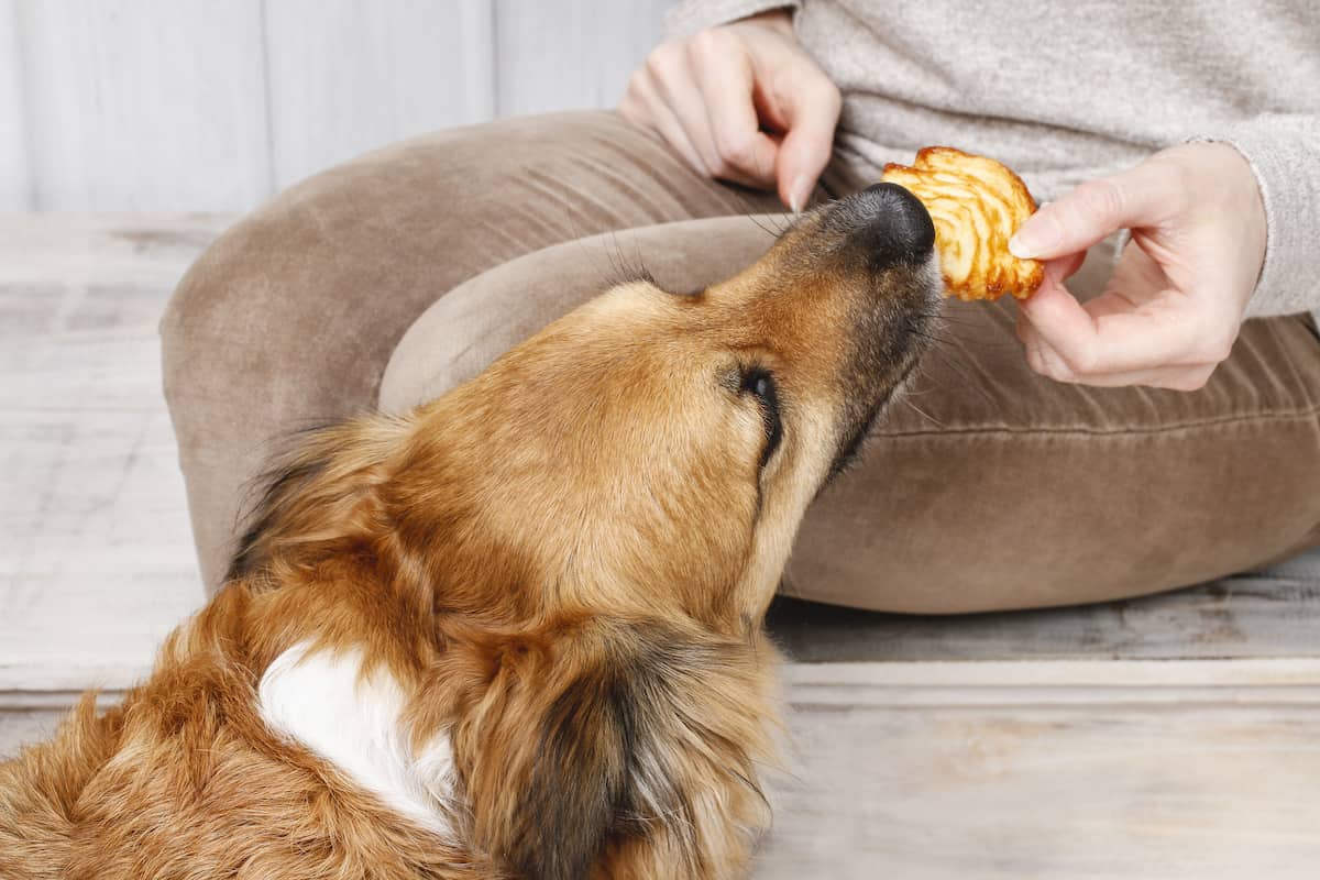 Can Dogs Eat Lemon Cookies 