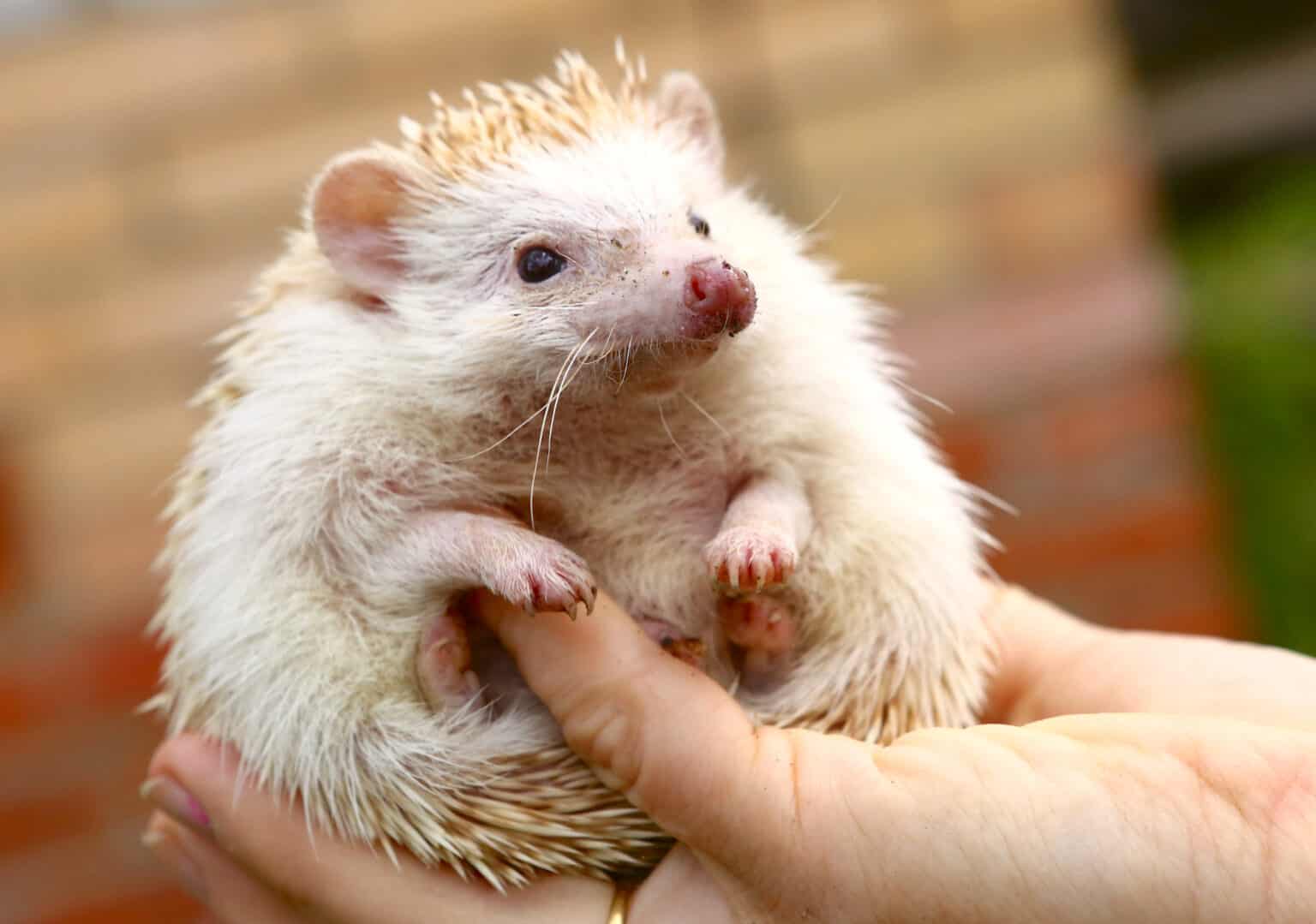 Can Hedgehogs Shoot Their Quills? Pets Gal