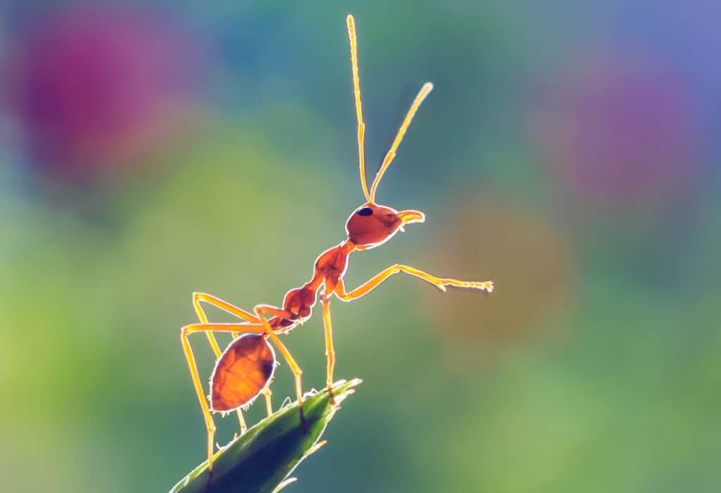 The Best Ants For Ant Farms Pets Gal