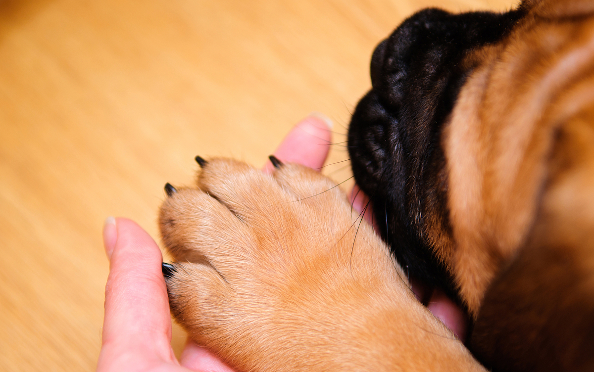 7 Best Nail Caps For Dogs In 2021, Dog Nail Caps Hardwood Floors