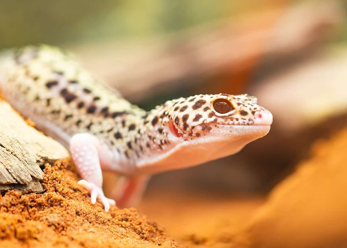 How Fast Do Leopard Geckos Grow? - Growth Guide - Pets Gal
