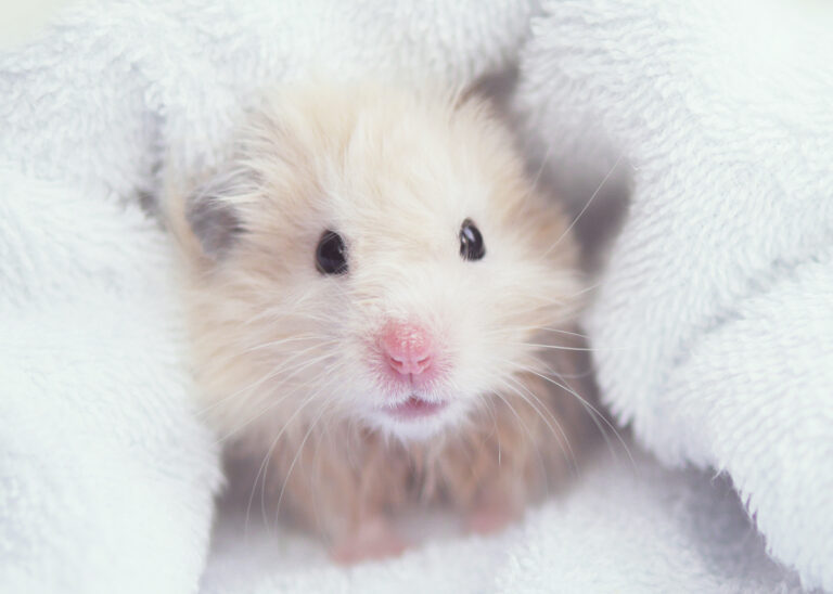 Can Hamsters Get Wet? What You Should Know Pets Gal