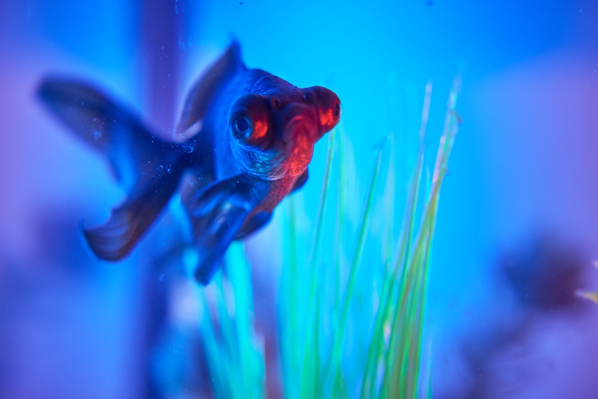 Can I Leave A Blue Light On In A Fish Tank? - Pets Gal
