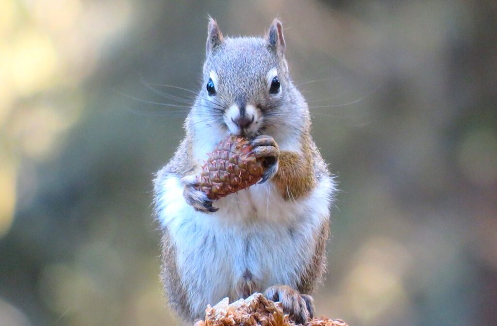 Do Squirrels Eat Pine Cones? Pets Gal