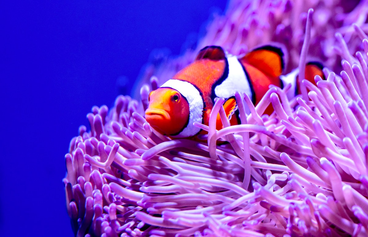 How Do Clownfish Sleep? - Pets Gal