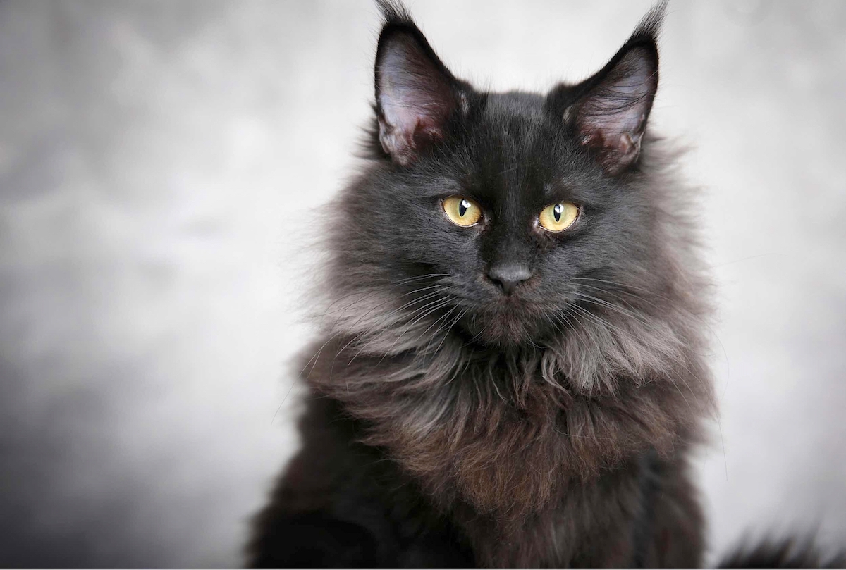 Black Maine Coon Cats - Everything You Need To Know - Pets Gal