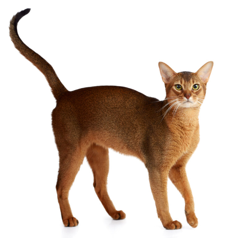 9 Cat Breeds With Very Long Legs With Pictures! Pets Gal