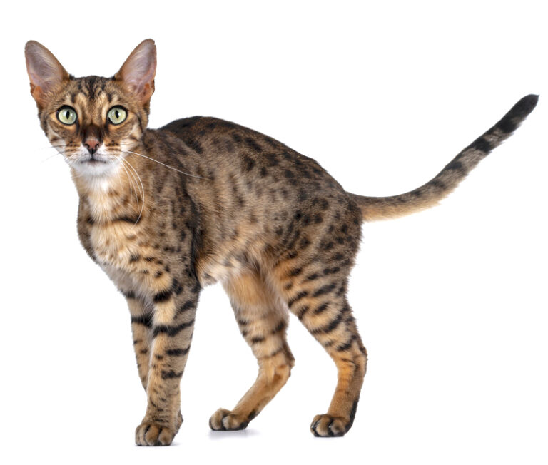 9 Cat Breeds With Very Long Legs With Pictures! Pets Gal