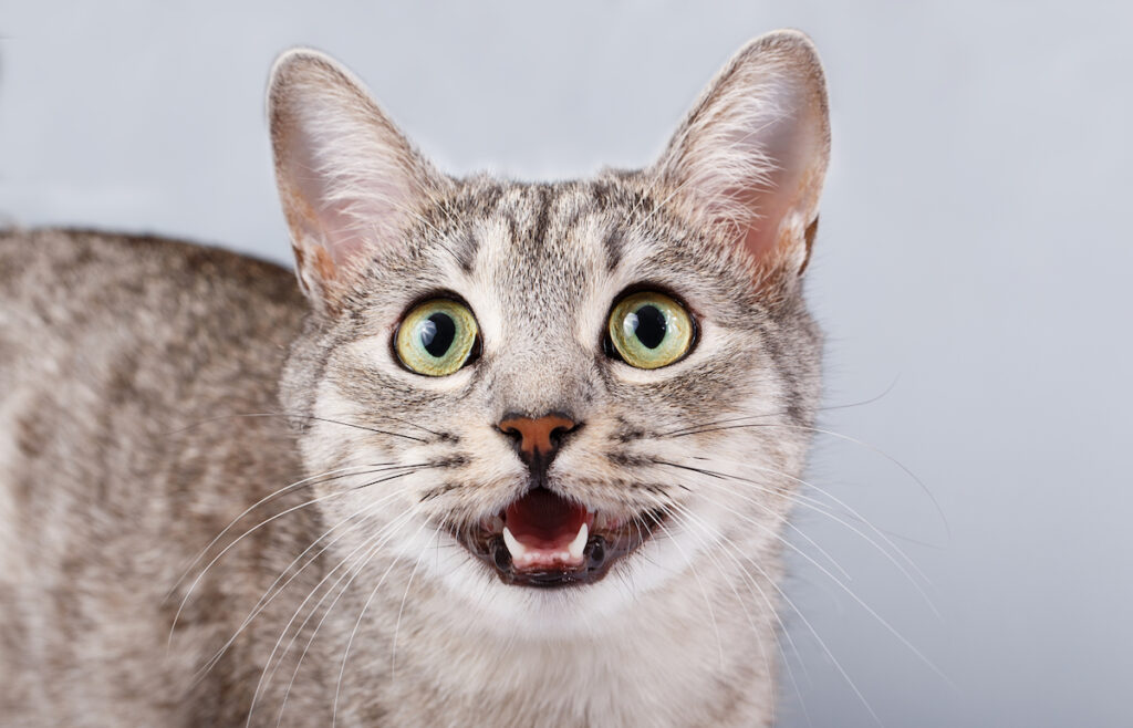 Why Does My Cat Look At Me And Meow? Pets Gal