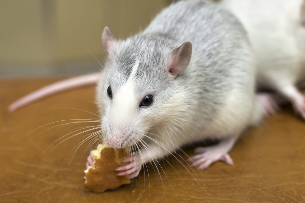 Can Rats Have Peanut Butter? Pets Gal
