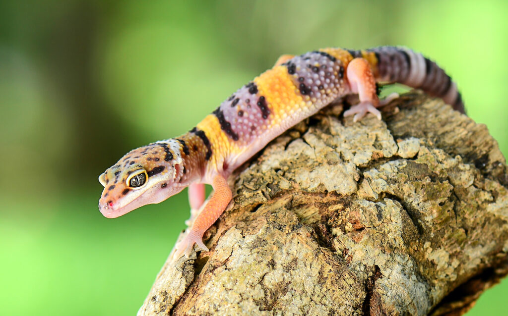 Do Leopard Geckos Like To Climb Pets Gal