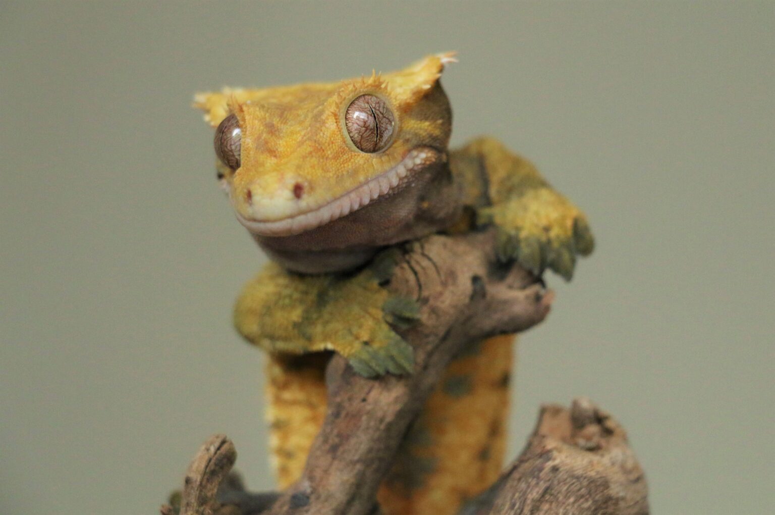 Do Crested Geckos Like To Be Held? Are They Affectionate? Pets Gal