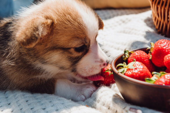 can-dogs-eat-jelly-is-jelly-bad-for-dogs-puplore