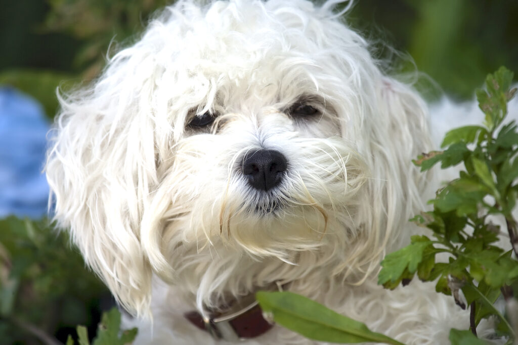 Maltese With Curly Hair Why Does It Happen? Pets Gal