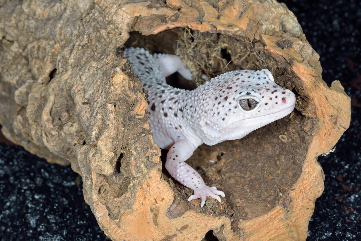 Why Is My Leopard Gecko Pale? - Pets Gal