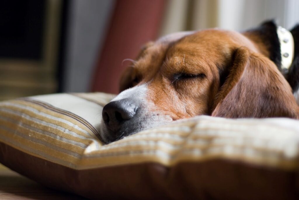 dog-sounds-congested-when-sleeping-should-you-worry-pets-gal