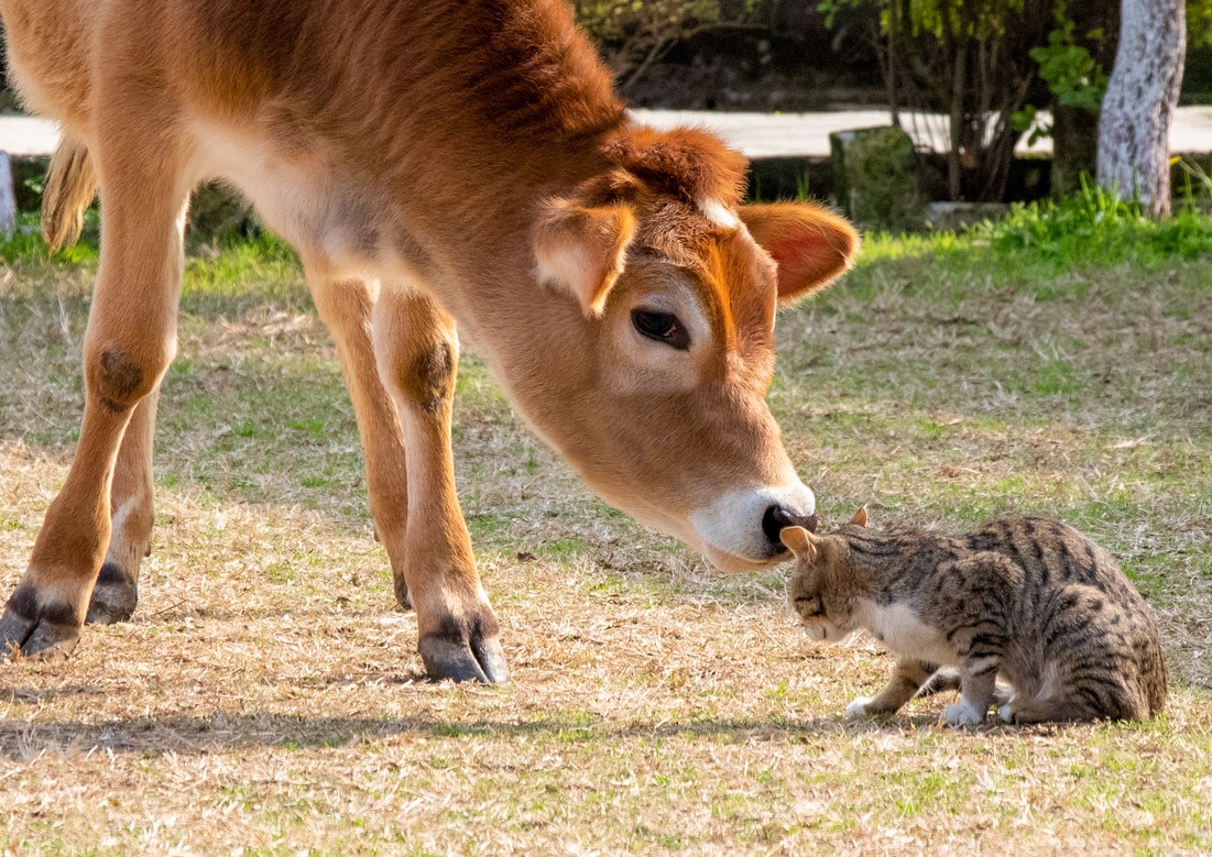 What Is A Cow-Hocked Cat? - Pets Gal