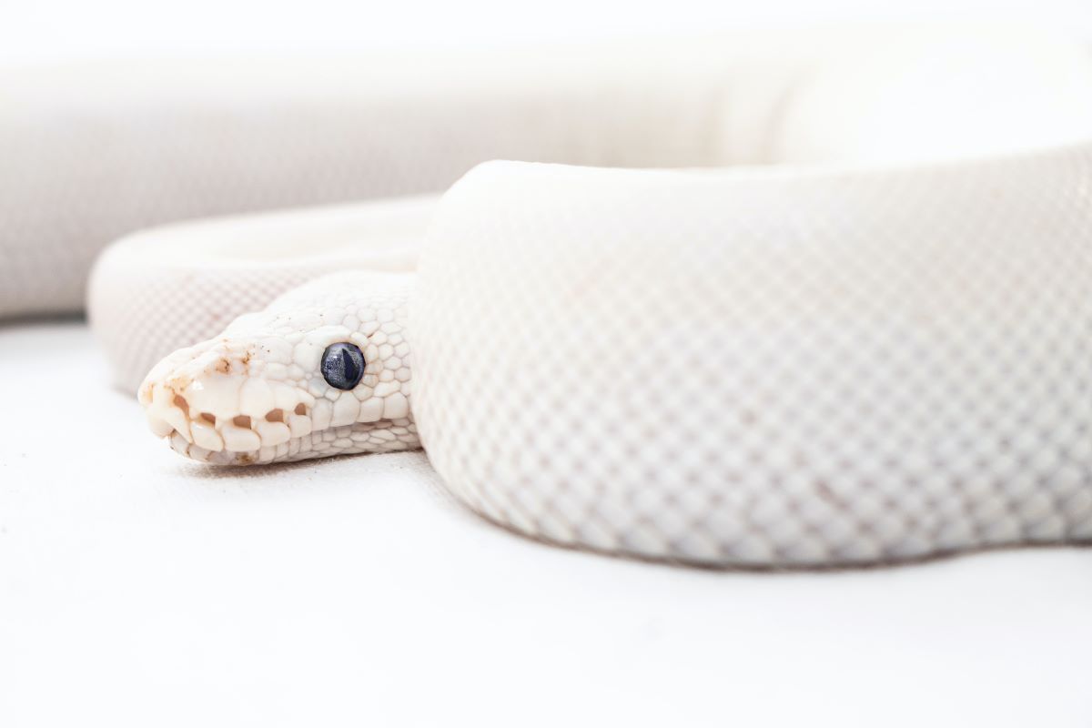 The Best White Pet Snakes - Pets Gal